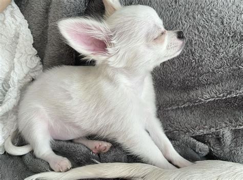 chanel chihuahua|Koko Chanel .